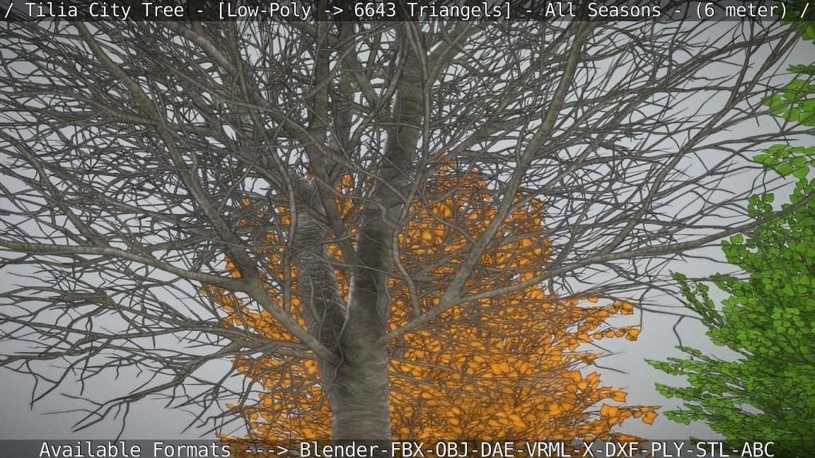 Tilia Tree - 6 Meter -  All Seasons Low-poly 3D model_52