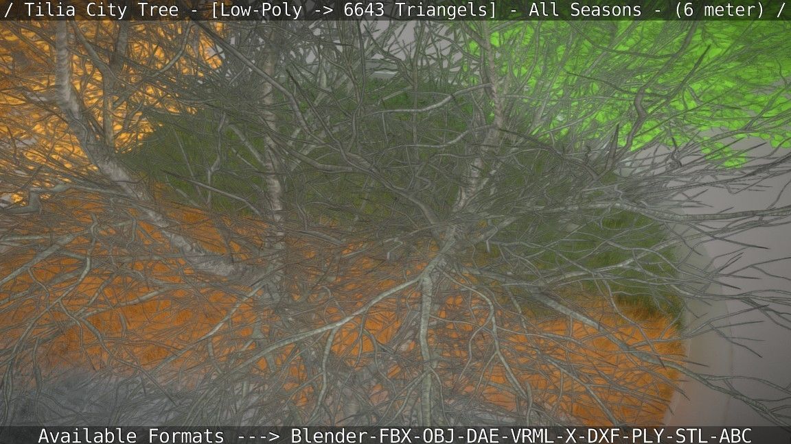 Tilia Tree - 6 Meter -  All Seasons Low-poly 3D model_56