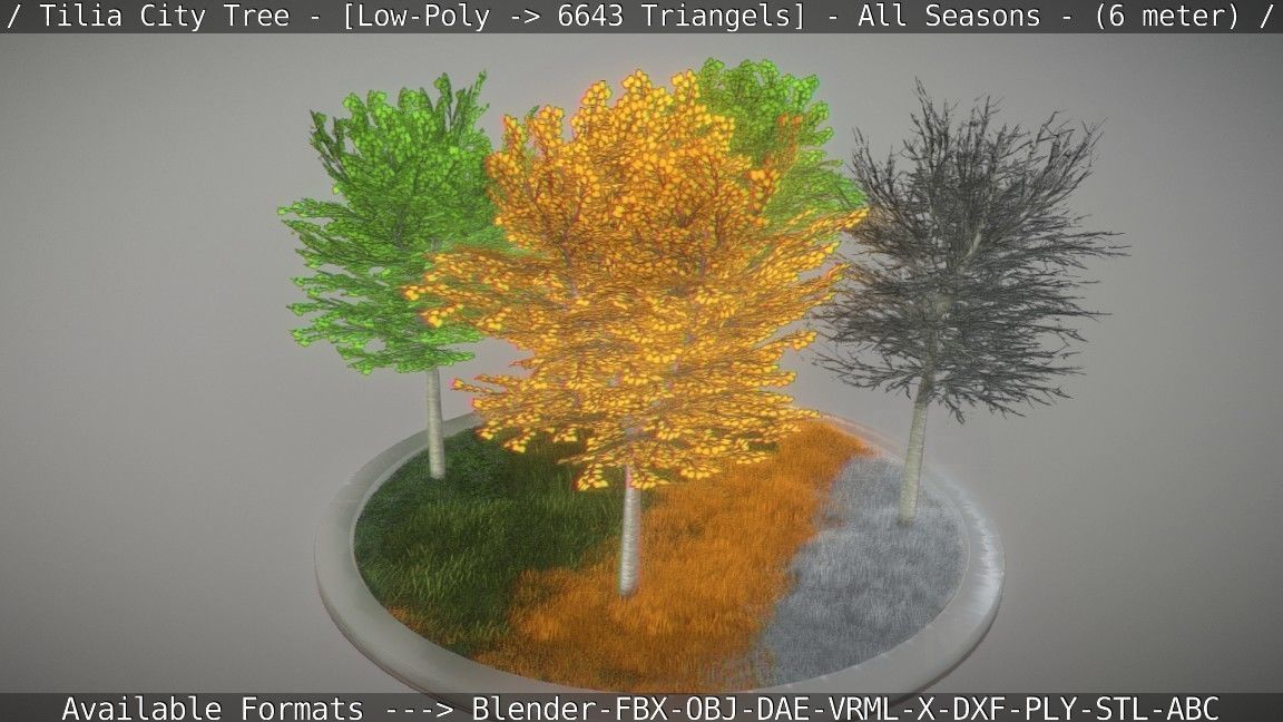 Tilia Tree - 6 Meter -  All Seasons Low-poly 3D model_25