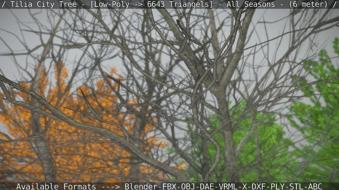 Tilia Tree - 6 Meter -  All Seasons Low-poly 3D model_75