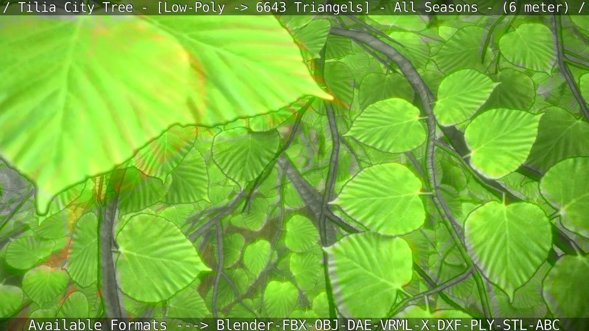 Tilia Tree - 6 Meter -  All Seasons Low-poly 3D model_101