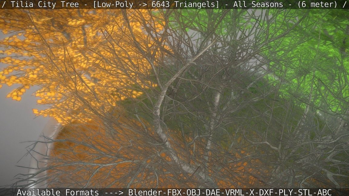 Tilia Tree - 6 Meter -  All Seasons Low-poly 3D model_55