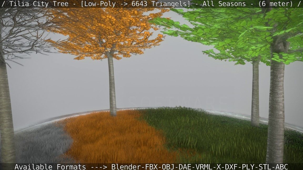 Tilia Tree - 6 Meter -  All Seasons Low-poly 3D model_39