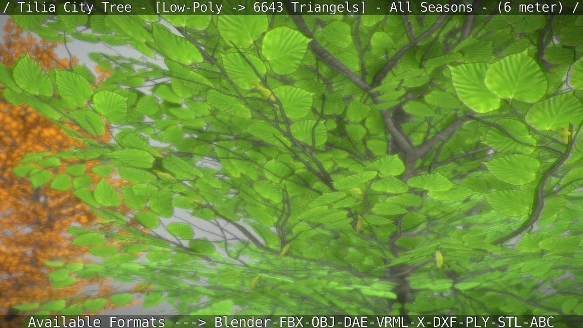 Tilia Tree - 6 Meter -  All Seasons Low-poly 3D model_87