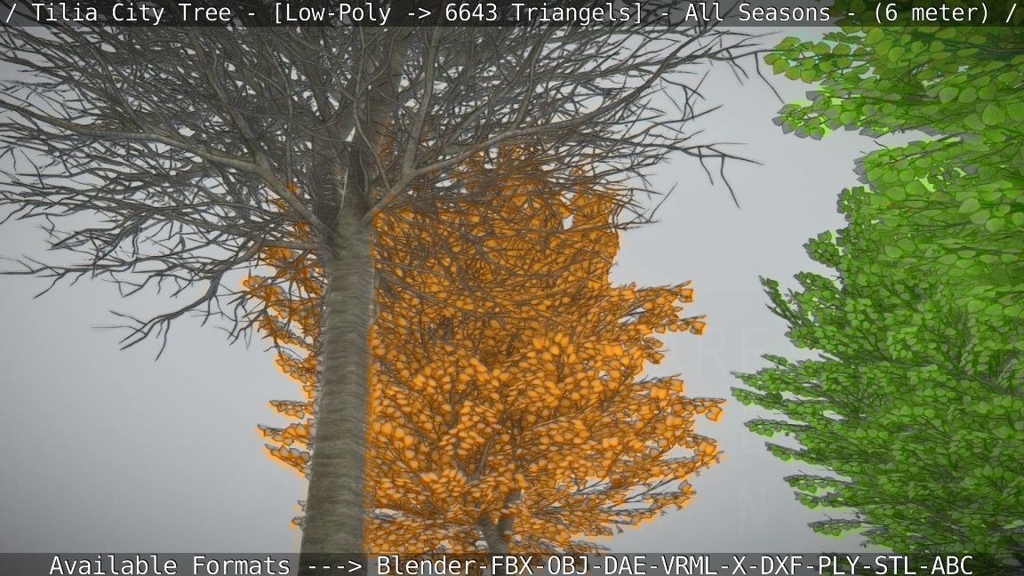 Tilia Tree - 6 Meter -  All Seasons Low-poly 3D model_48