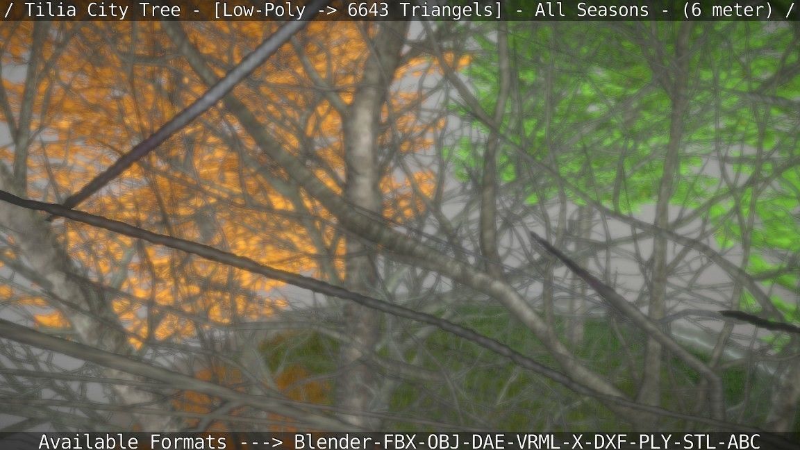 Tilia Tree - 6 Meter -  All Seasons Low-poly 3D model_62