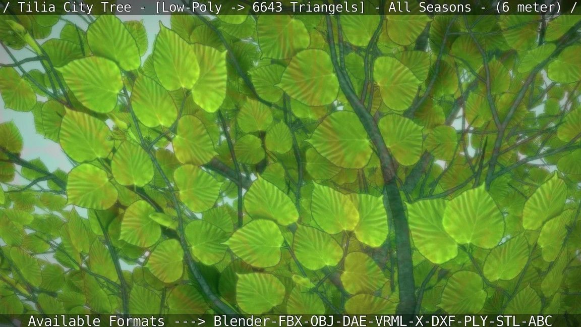 Tilia Tree - 6 Meter -  All Seasons Low-poly 3D model_9