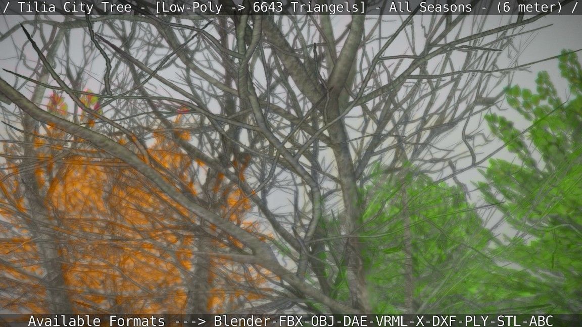 Tilia Tree - 6 Meter -  All Seasons Low-poly 3D model_74