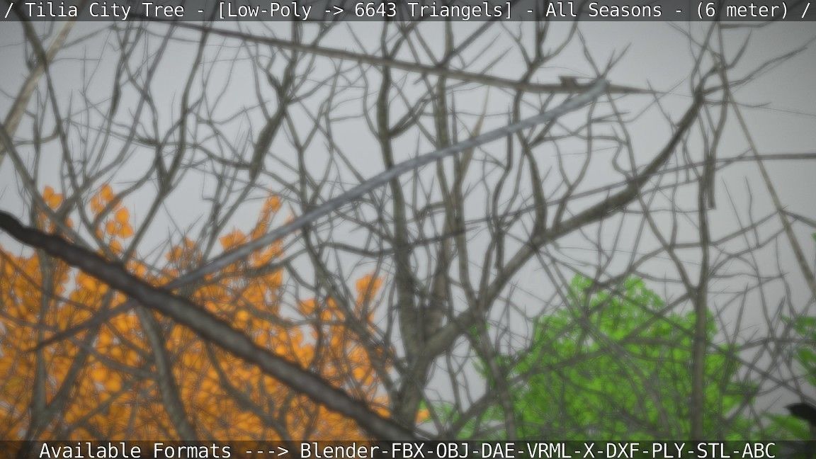 Tilia Tree - 6 Meter -  All Seasons Low-poly 3D model_63