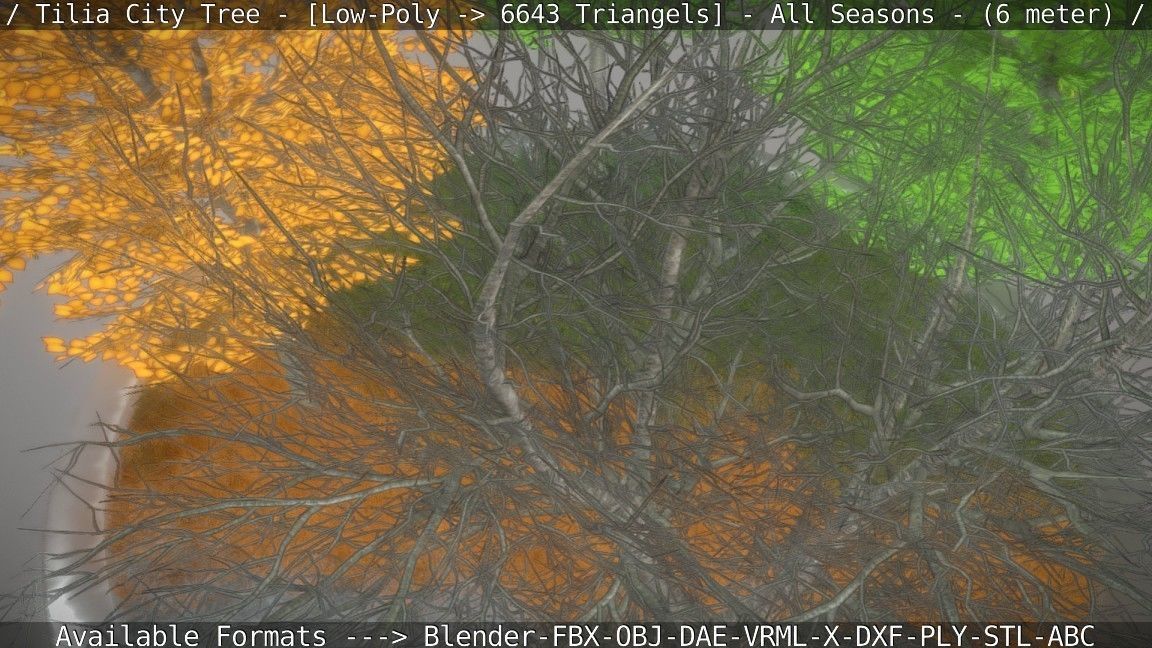 Tilia Tree - 6 Meter -  All Seasons Low-poly 3D model_61