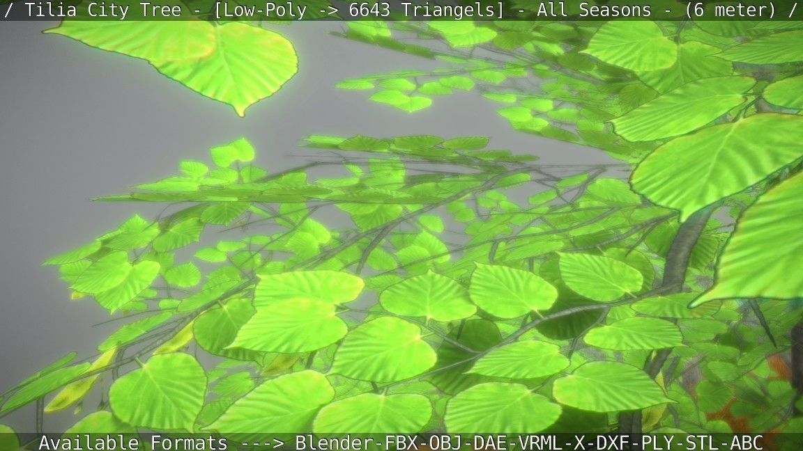 Tilia Tree - 6 Meter -  All Seasons Low-poly 3D model_3