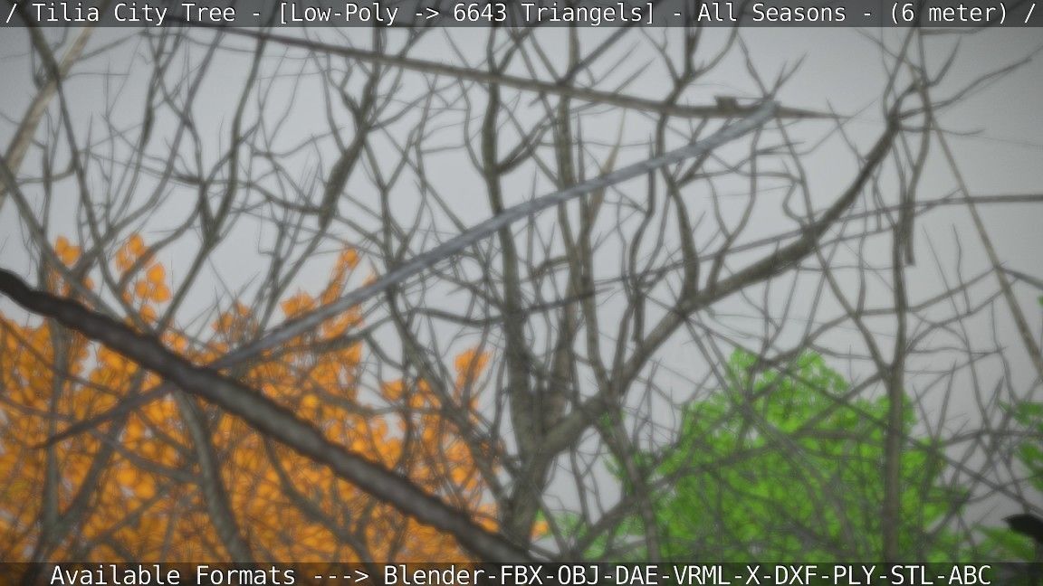 Tilia Tree - 6 Meter -  All Seasons Low-poly 3D model_64