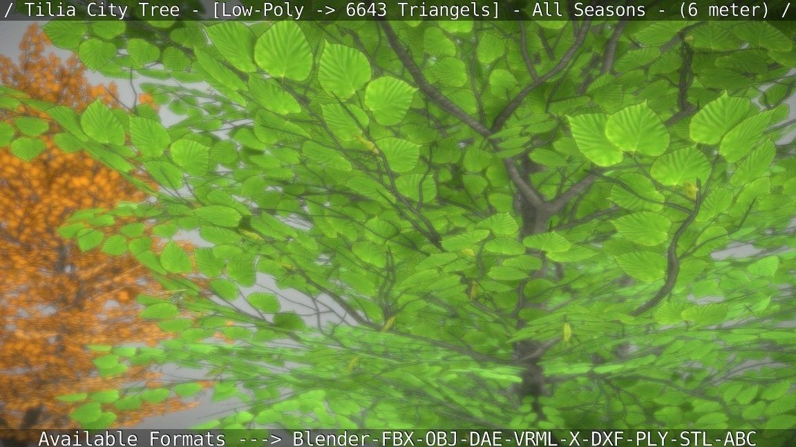 Tilia Tree - 6 Meter -  All Seasons Low-poly 3D model_85