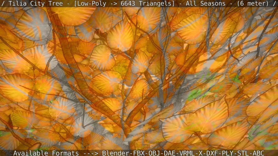 Tilia Tree - 6 Meter -  All Seasons Low-poly 3D model_10