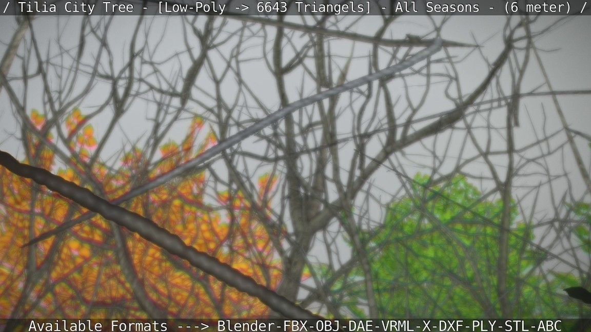 Tilia Tree - 6 Meter -  All Seasons Low-poly 3D model_66