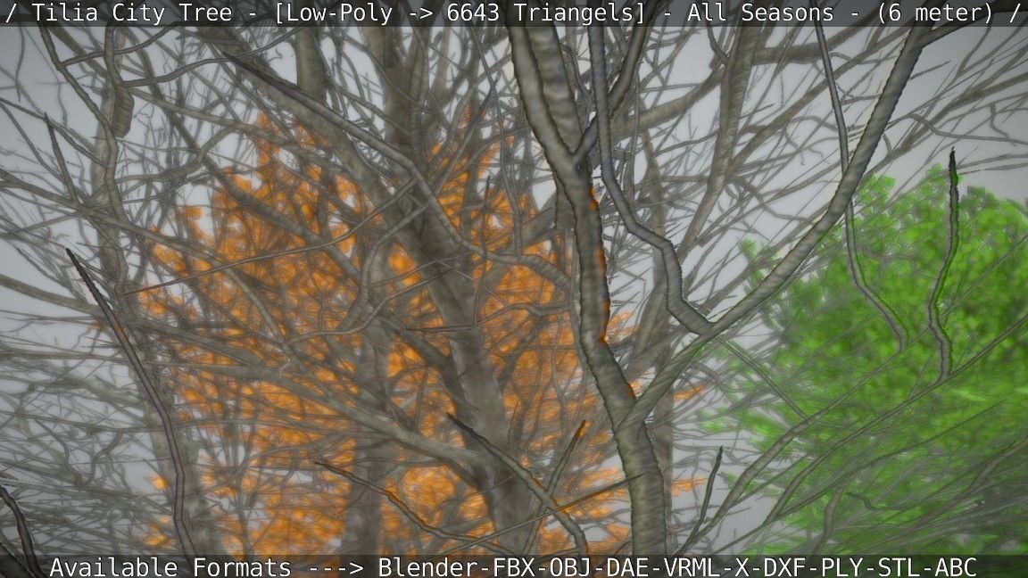 Tilia Tree - 6 Meter -  All Seasons Low-poly 3D model_79