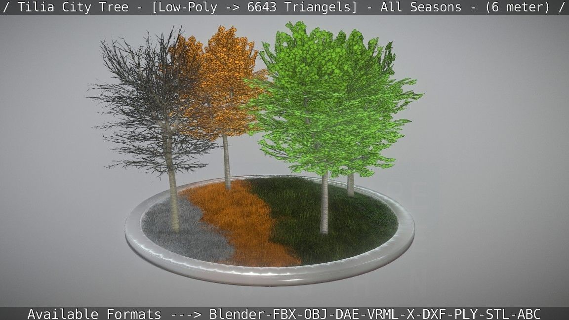 Tilia Tree - 6 Meter -  All Seasons Low-poly 3D model_37