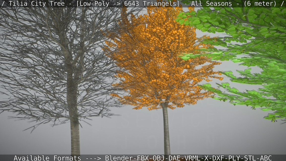 Tilia Tree - 6 Meter -  All Seasons Low-poly 3D model_44