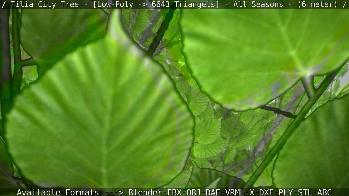 Tilia Tree - 6 Meter -  All Seasons Low-poly 3D model_1