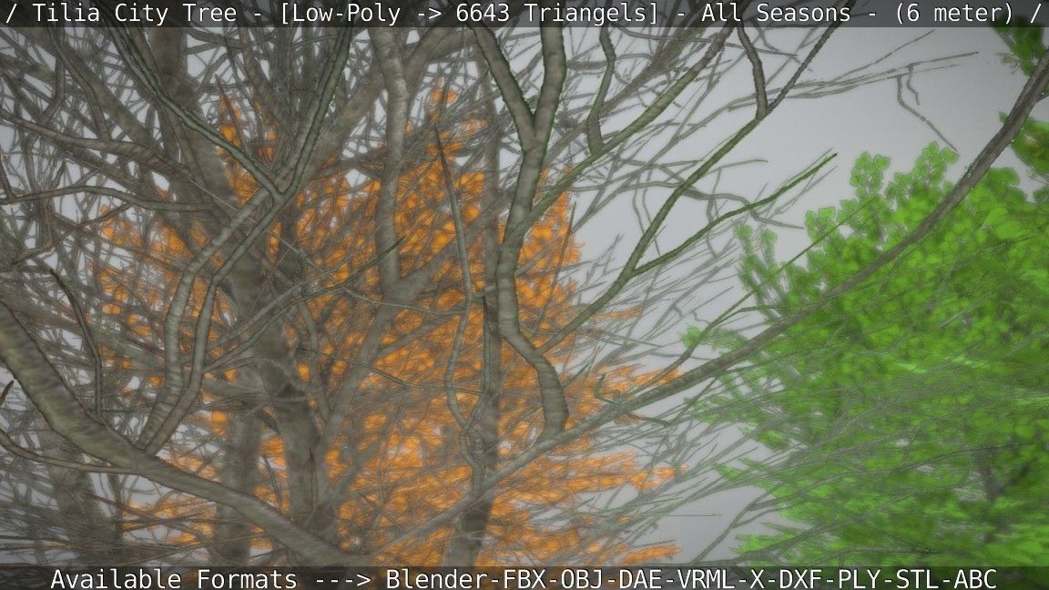 Tilia Tree - 6 Meter -  All Seasons Low-poly 3D model_84