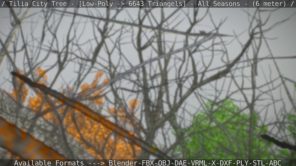 Tilia Tree - 6 Meter -  All Seasons Low-poly 3D model_68