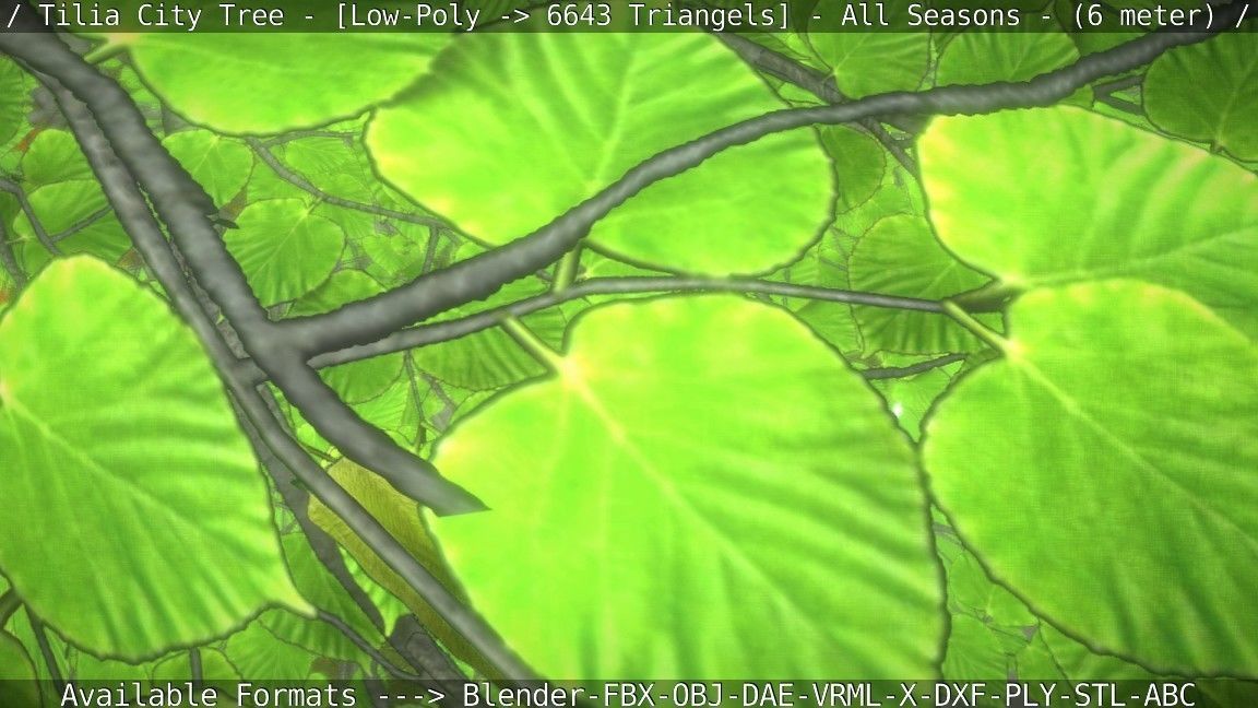 Tilia Tree - 6 Meter -  All Seasons Low-poly 3D model_99