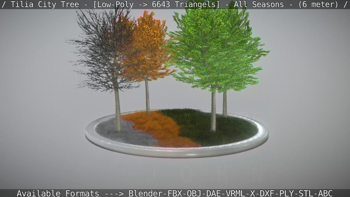 Tilia Tree - 6 Meter -  All Seasons Low-poly 3D model_14