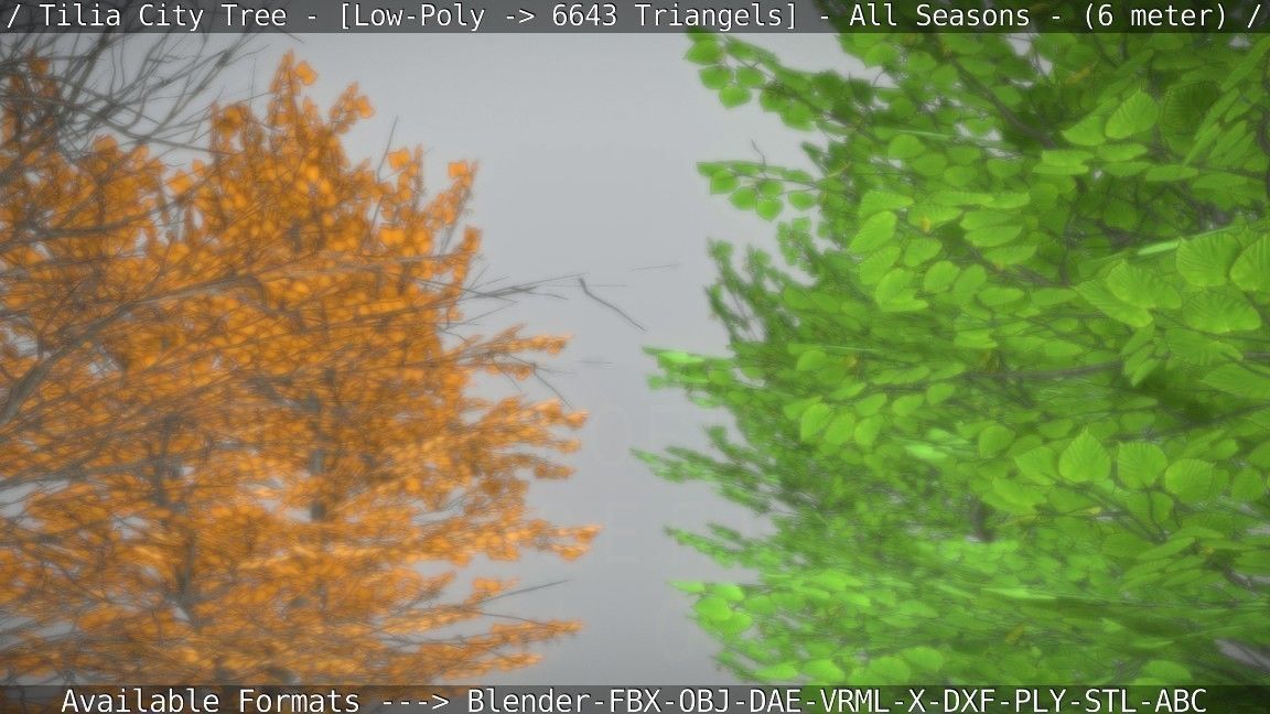 Tilia Tree - 6 Meter -  All Seasons Low-poly 3D model_82