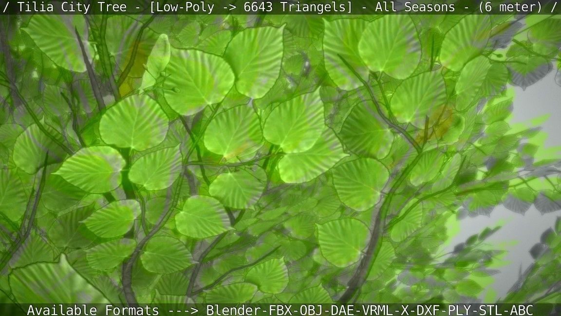 Tilia Tree - 6 Meter -  All Seasons Low-poly 3D model_90