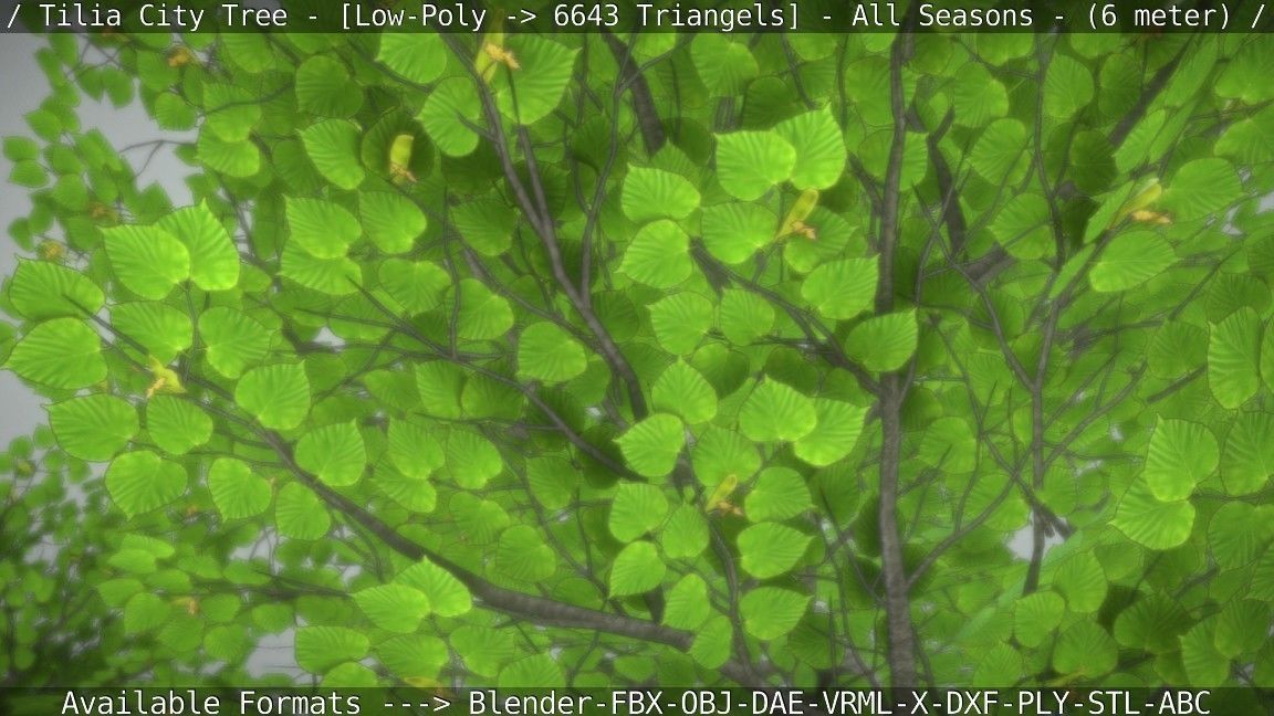 Tilia Tree - 6 Meter -  All Seasons Low-poly 3D model_12