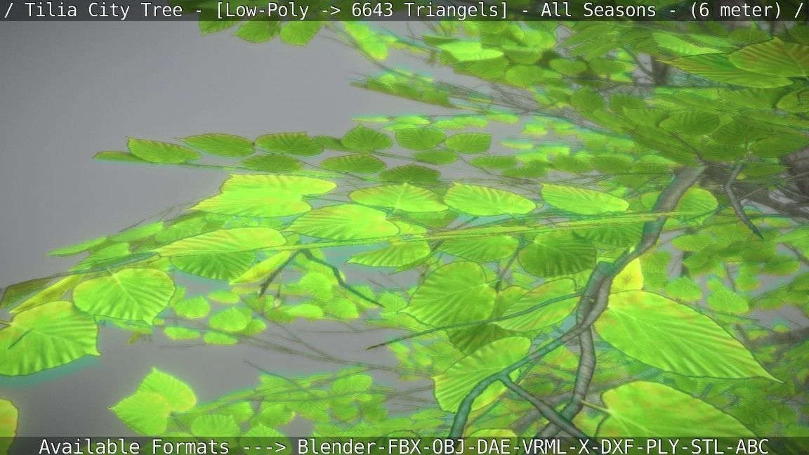 Tilia Tree - 6 Meter -  All Seasons Low-poly 3D model_92