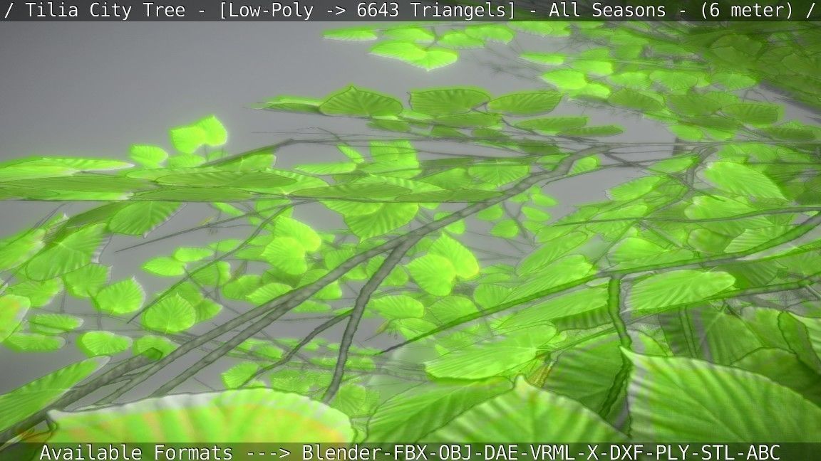 Tilia Tree - 6 Meter -  All Seasons Low-poly 3D model_96