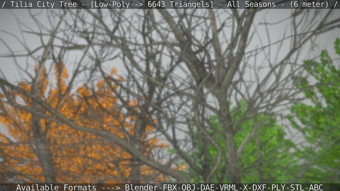 Tilia Tree - 6 Meter -  All Seasons Low-poly 3D model_18