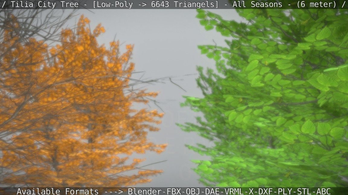 Tilia Tree - 6 Meter -  All Seasons Low-poly 3D model_83