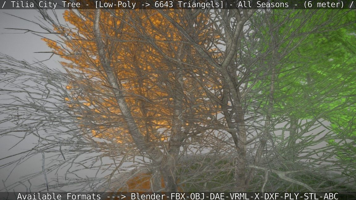 Tilia Tree - 6 Meter -  All Seasons Low-poly 3D model_51