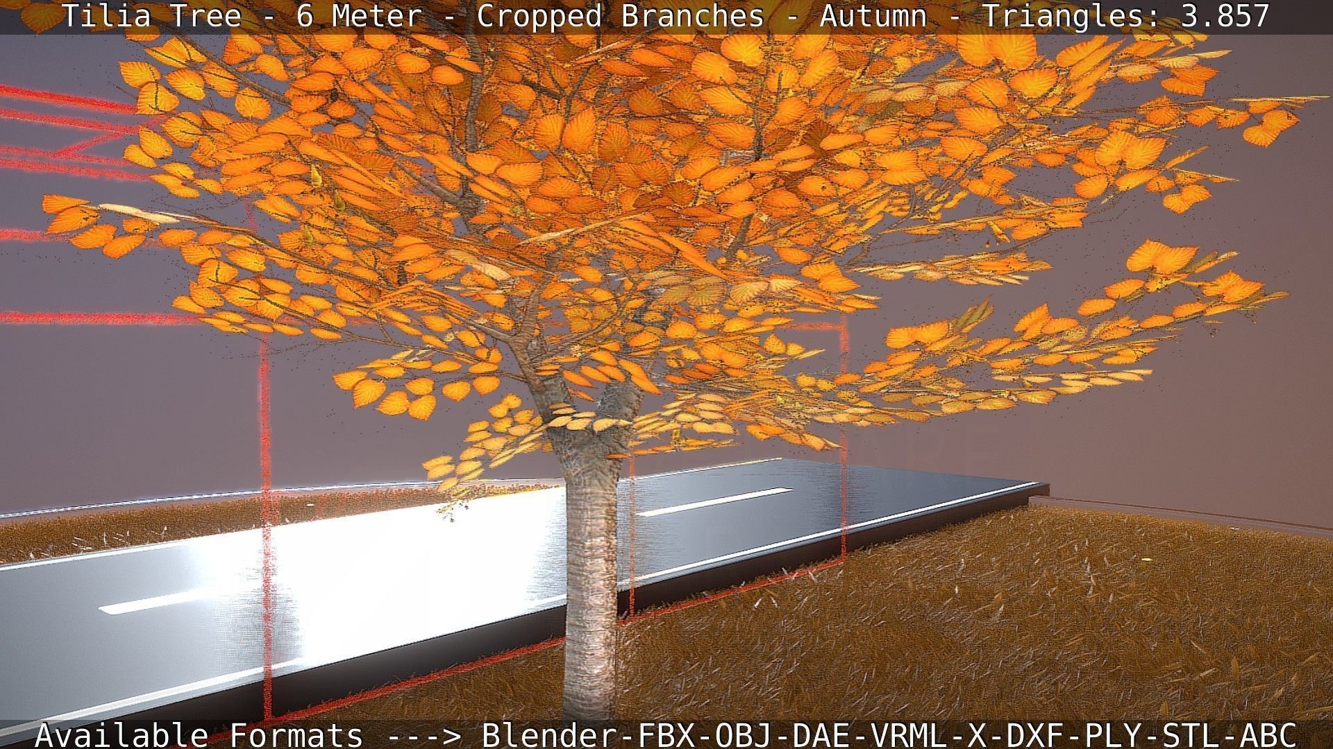 Tilia Tree - 6 Meter - cropped  branches - Autumn Low-poly 3D model_49