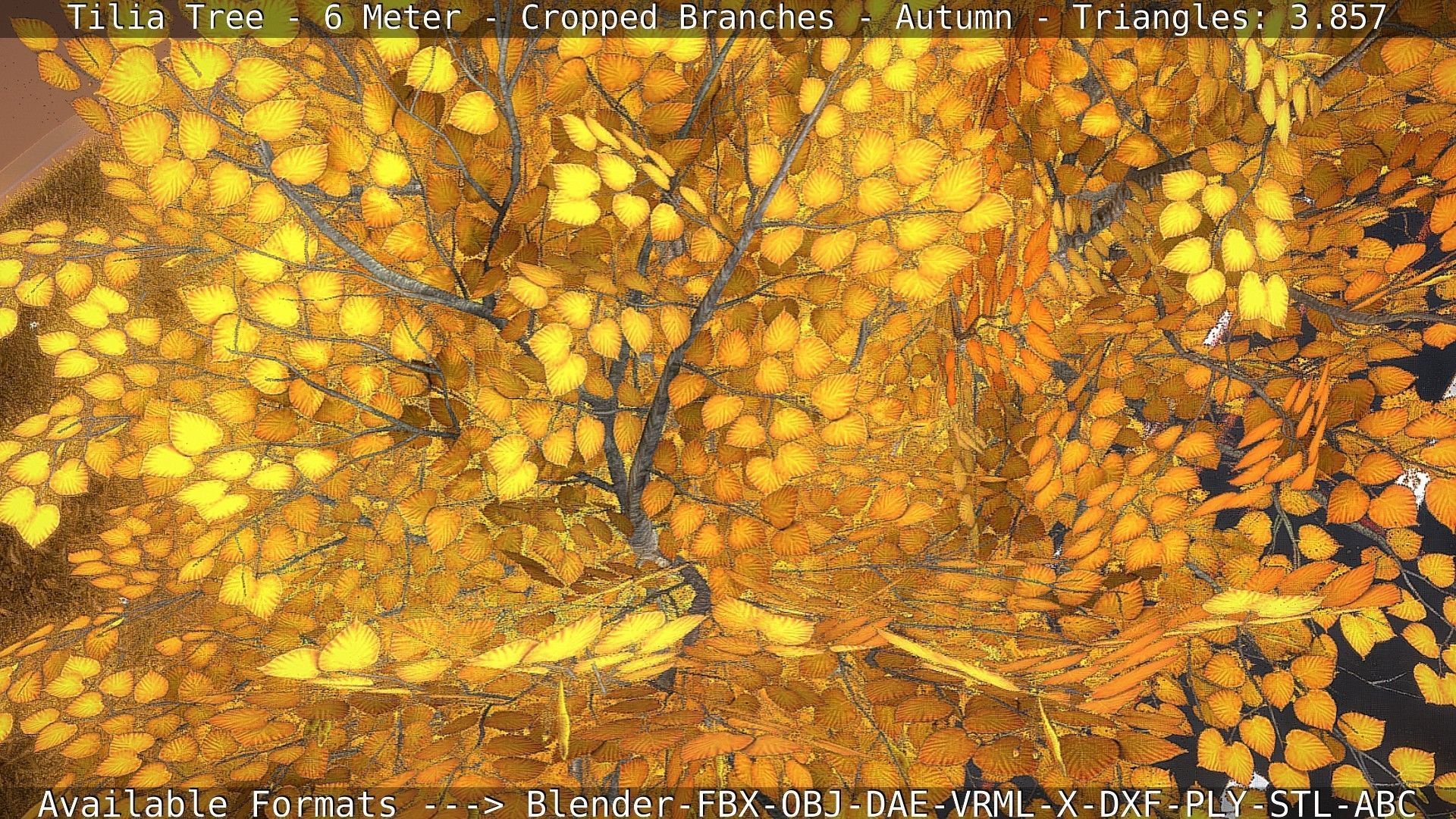 Tilia Tree - 6 Meter - cropped  branches - Autumn Low-poly 3D model_44