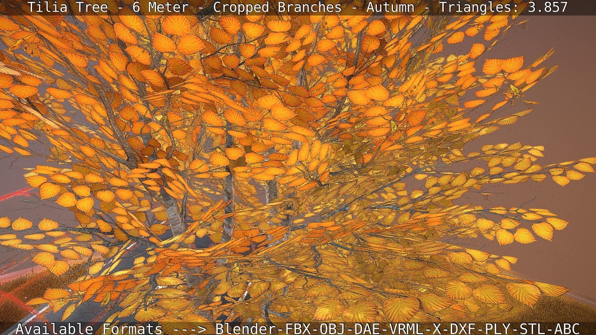 Tilia Tree - 6 Meter - cropped  branches - Autumn Low-poly 3D model_36