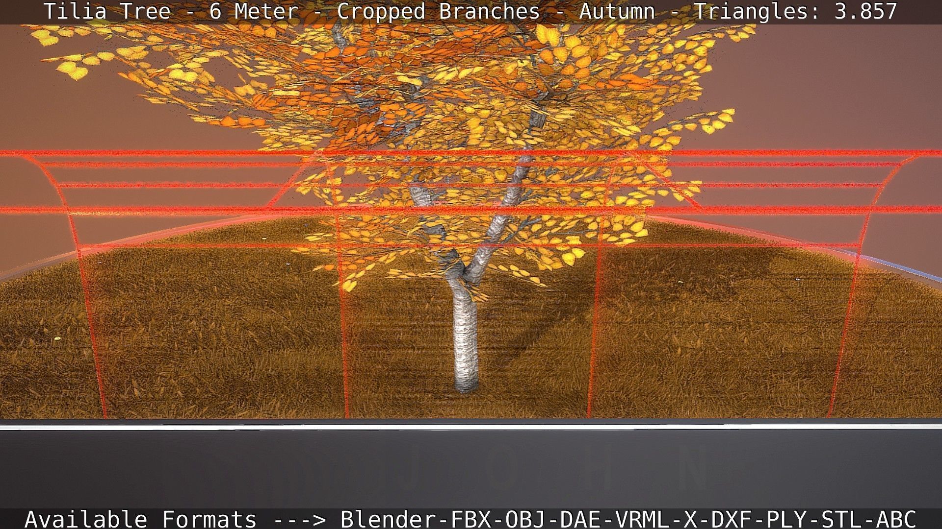 Tilia Tree - 6 Meter - cropped  branches - Autumn Low-poly 3D model_45