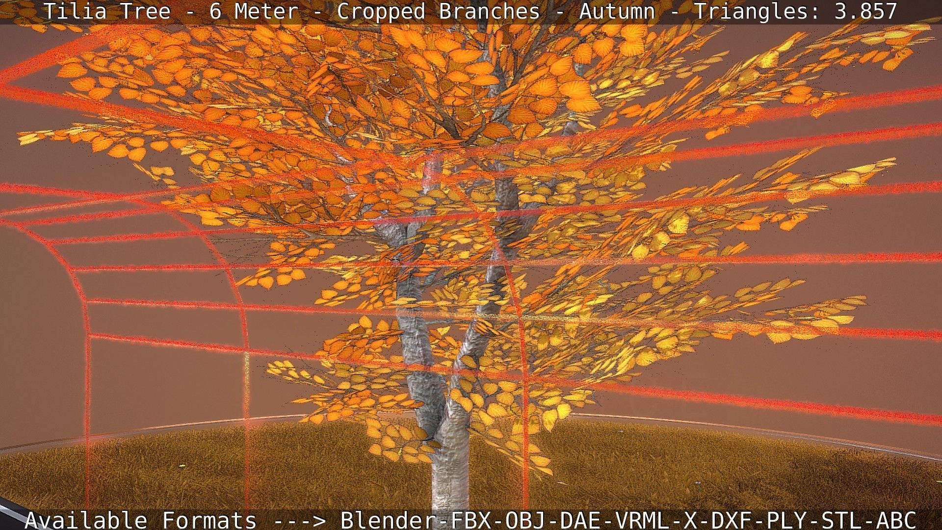 Tilia Tree - 6 Meter - cropped  branches - Autumn Low-poly 3D model_34