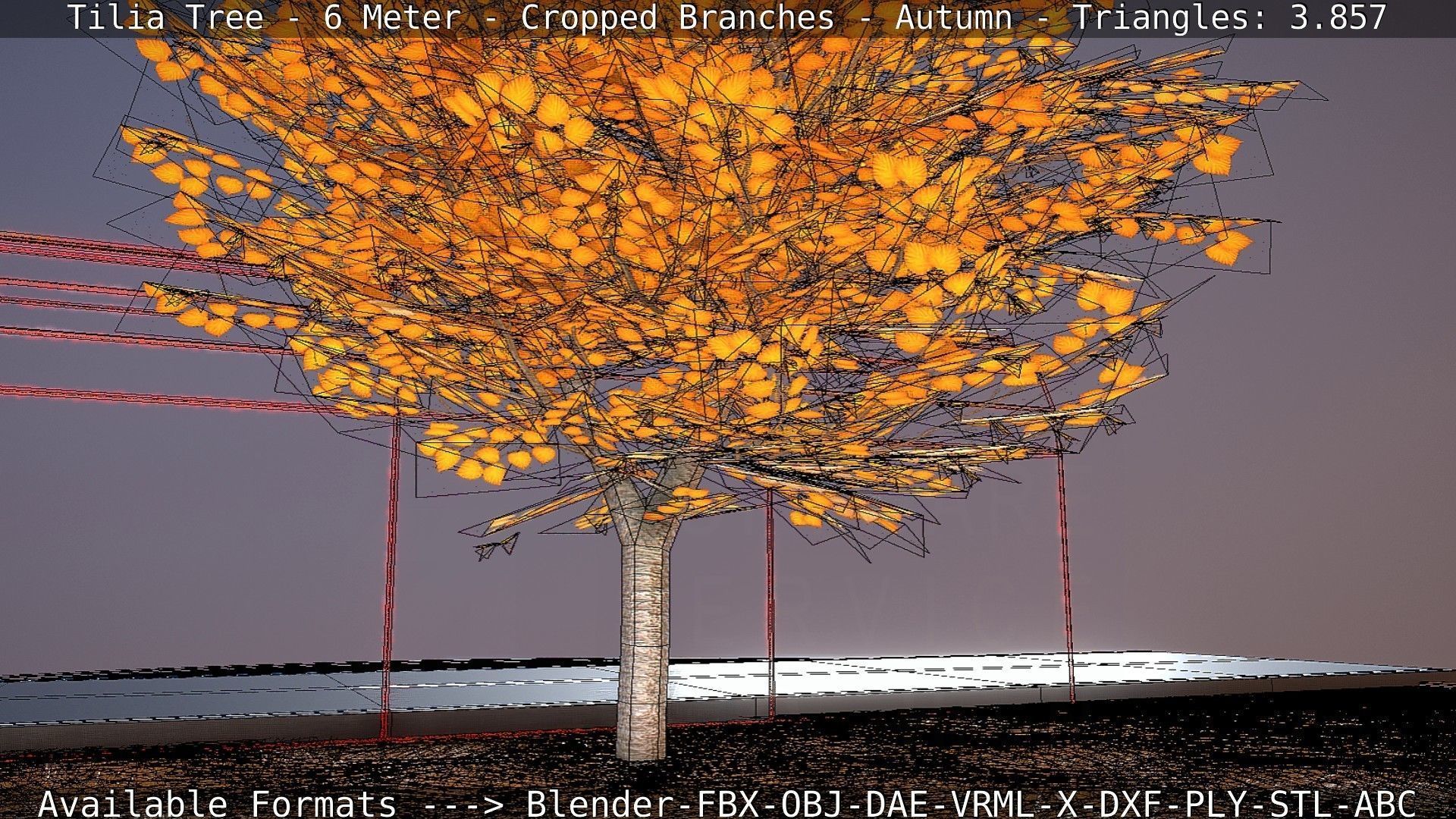 Tilia Tree - 6 Meter - cropped  branches - Autumn Low-poly 3D model_41