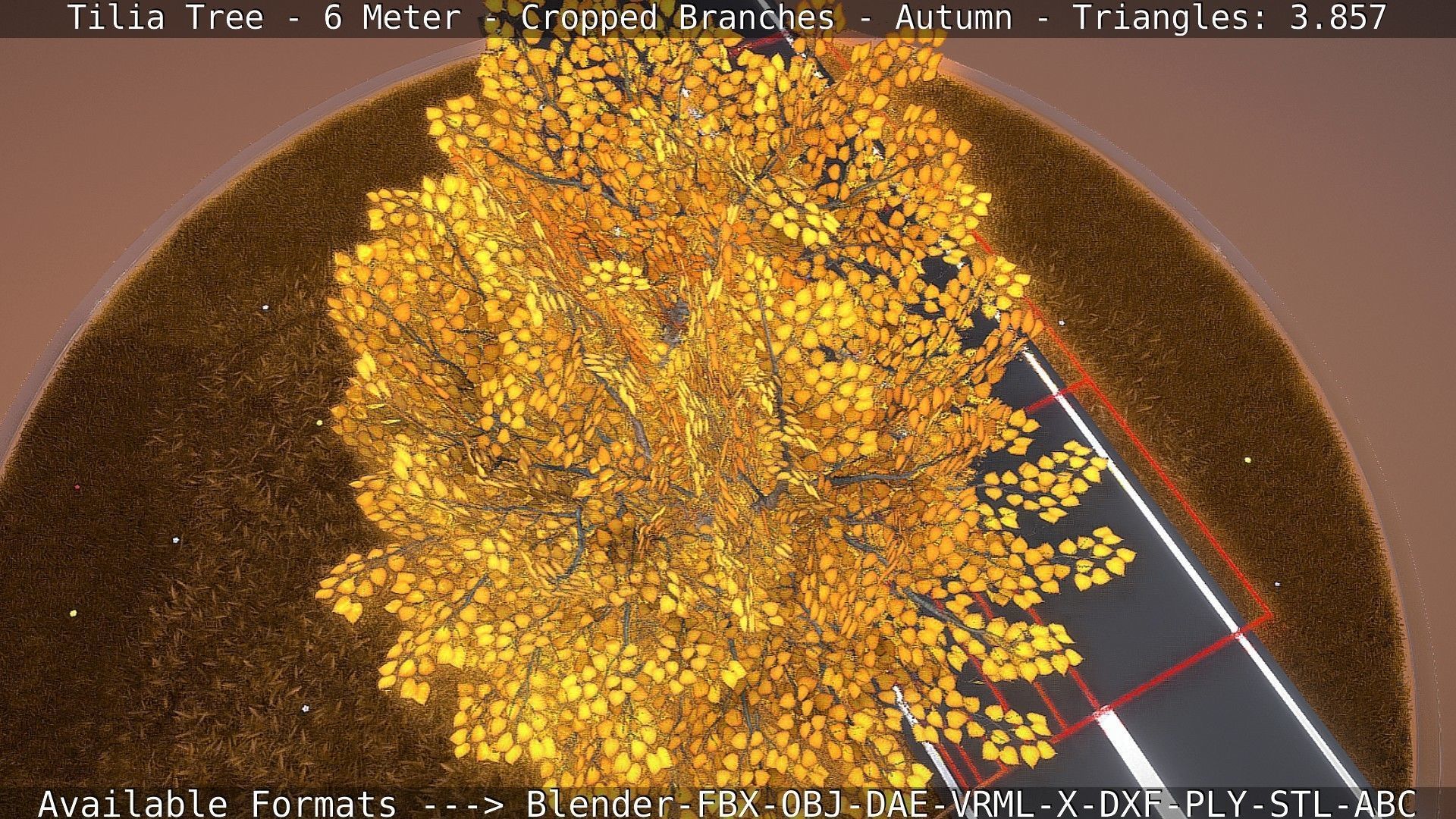 Tilia Tree - 6 Meter - cropped  branches - Autumn Low-poly 3D model_52