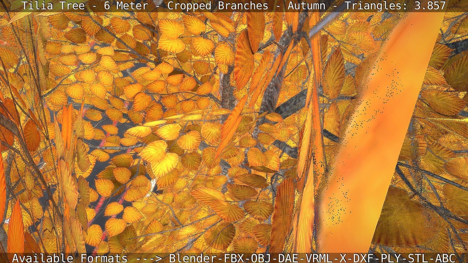 Tilia Tree - 6 Meter - cropped  branches - Autumn Low-poly 3D model_32