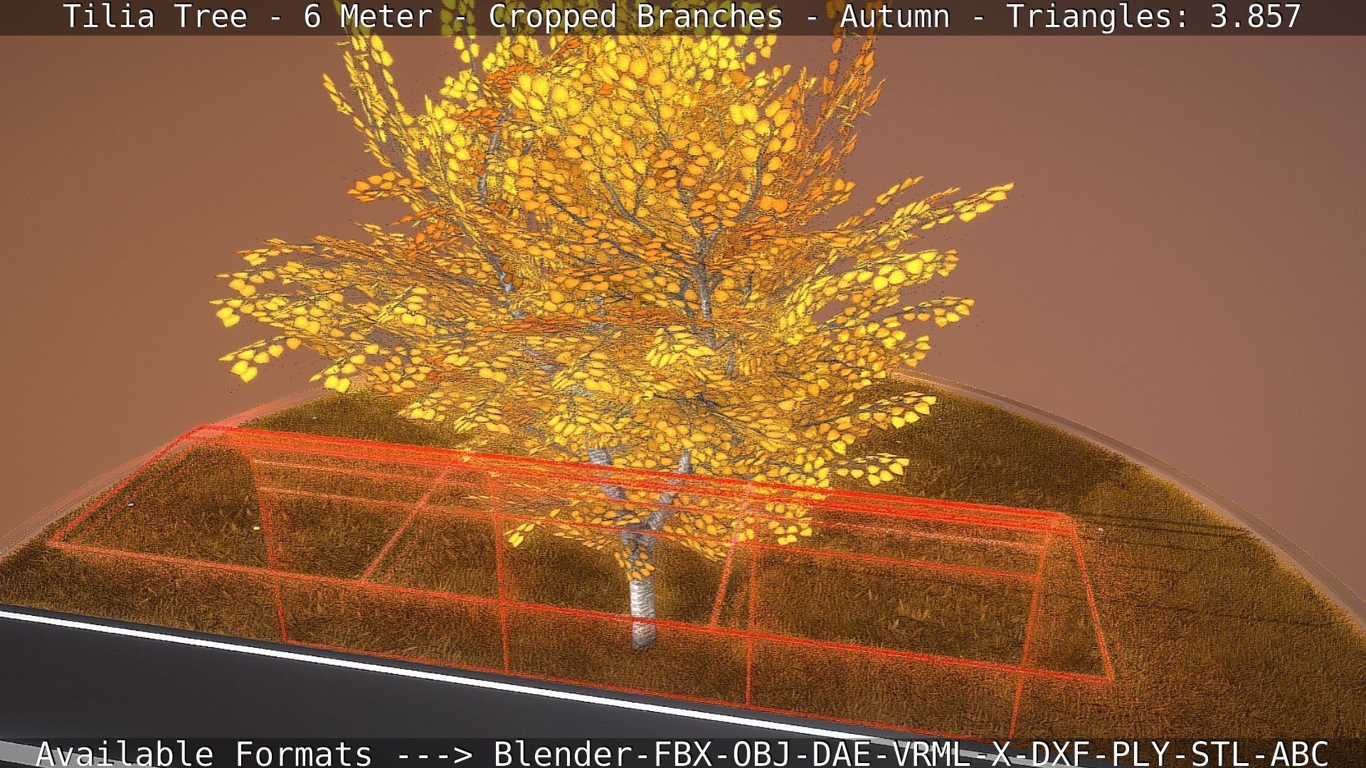 Tilia Tree - 6 Meter - cropped  branches - Autumn Low-poly 3D model_20