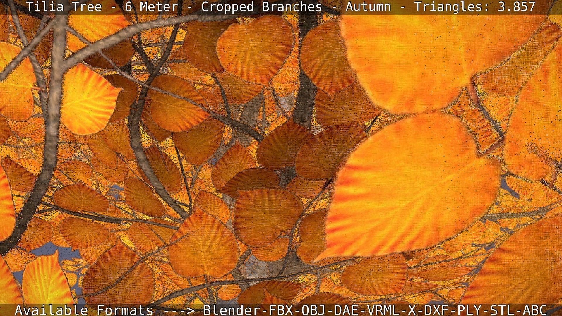 Tilia Tree - 6 Meter - cropped  branches - Autumn Low-poly 3D model_24