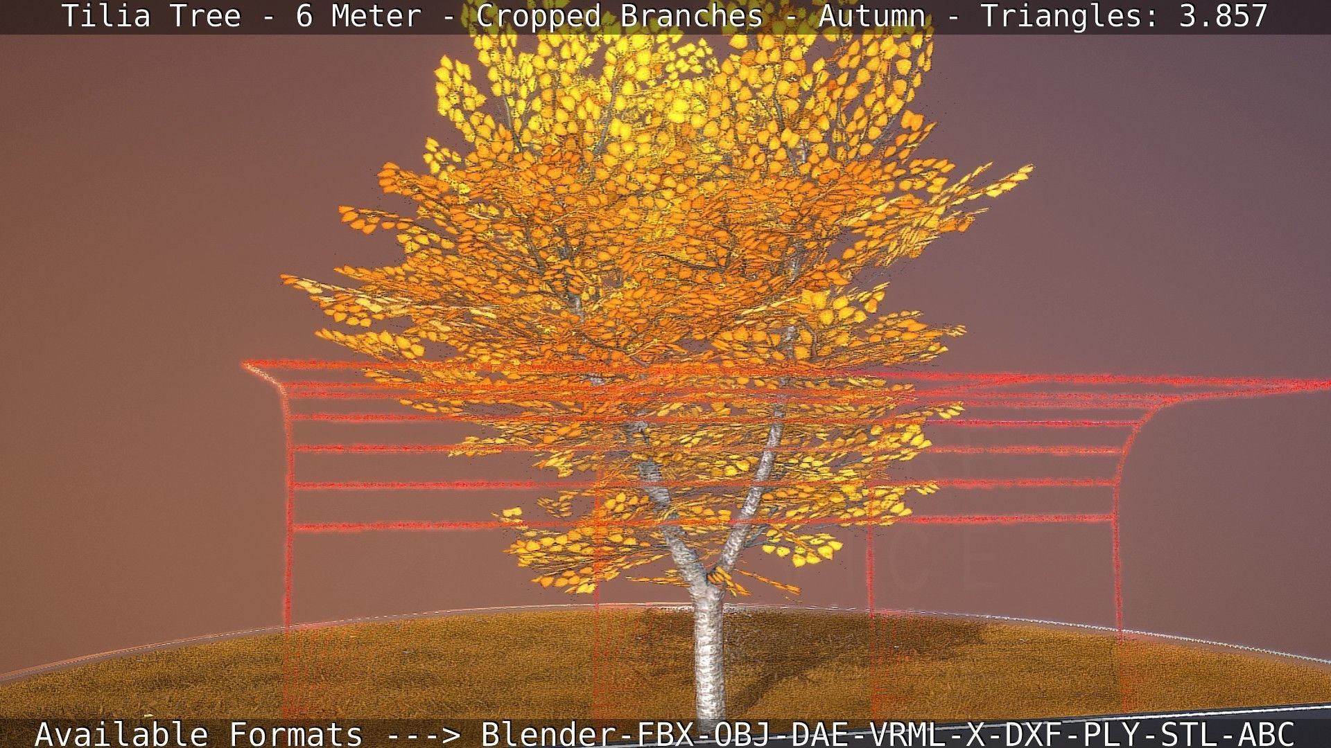 Tilia Tree - 6 Meter - cropped  branches - Autumn Low-poly 3D model_54