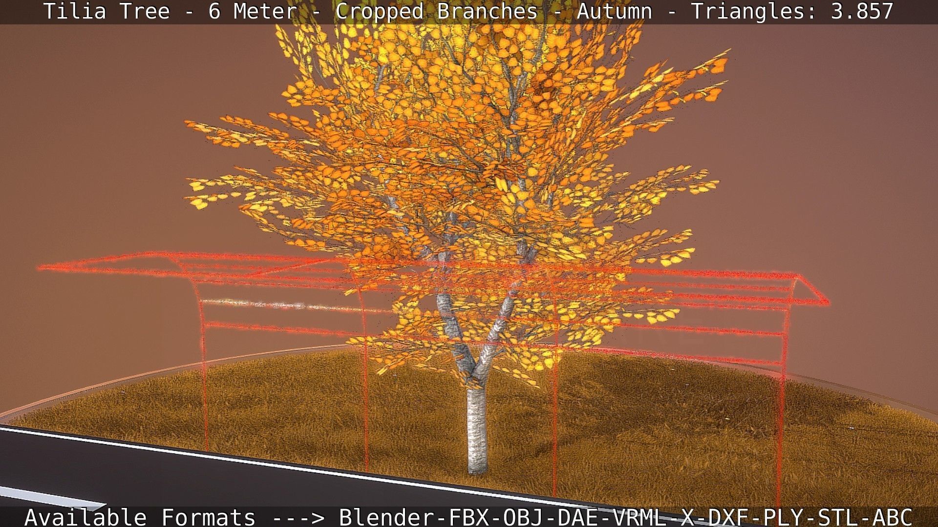 Tilia Tree - 6 Meter - cropped  branches - Autumn Low-poly 3D model_30
