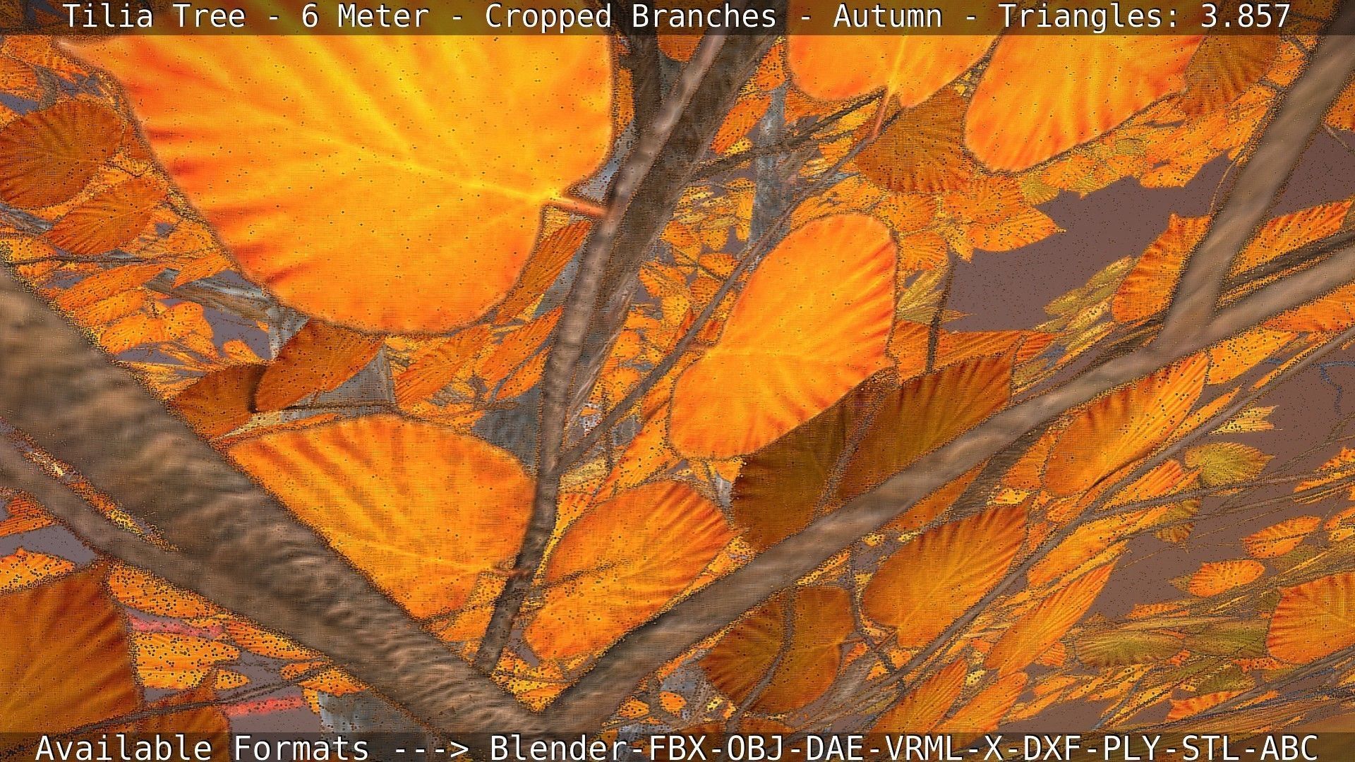 Tilia Tree - 6 Meter - cropped  branches - Autumn Low-poly 3D model_61