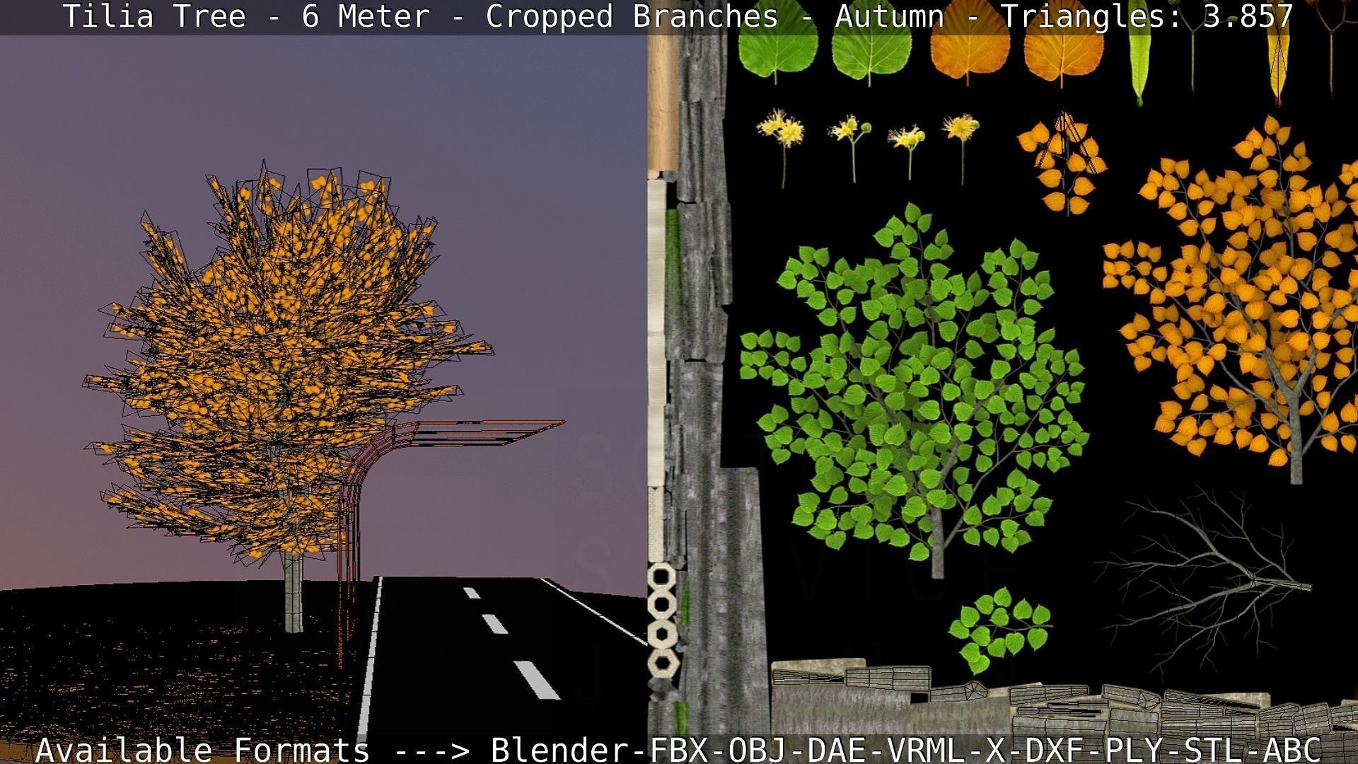 Tilia Tree - 6 Meter - cropped  branches - Autumn Low-poly 3D model_37