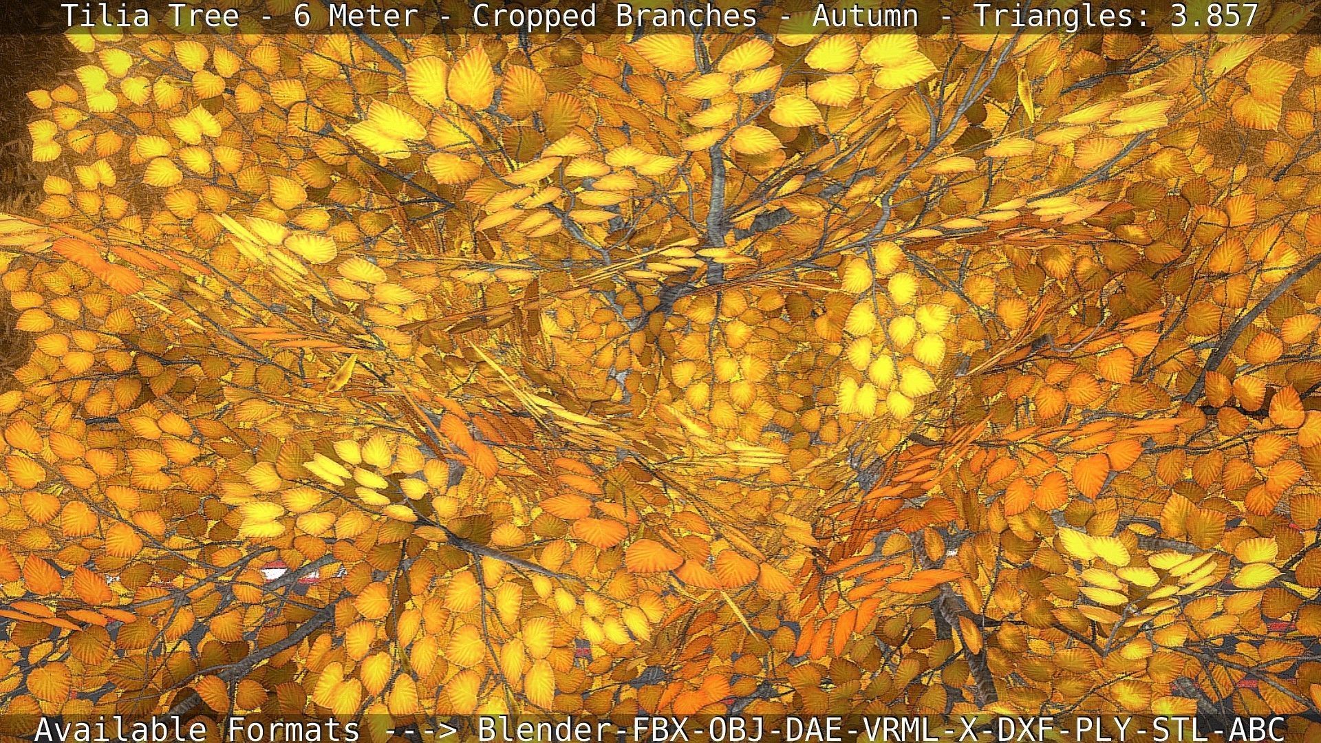 Tilia Tree - 6 Meter - cropped  branches - Autumn Low-poly 3D model_53